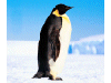 Captcha image 6244